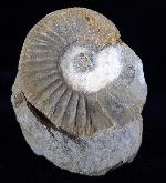 Ataxioceras (Ataxioceras) sp. FONTANNES 1879 - Bild © FossNet FossilienStore